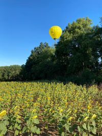 Gelber Hei&szlig;luftballon mit einem Smiley &uuml;berfliegt B&auml;ume am Rande eines Sonnenblumenfeldes.